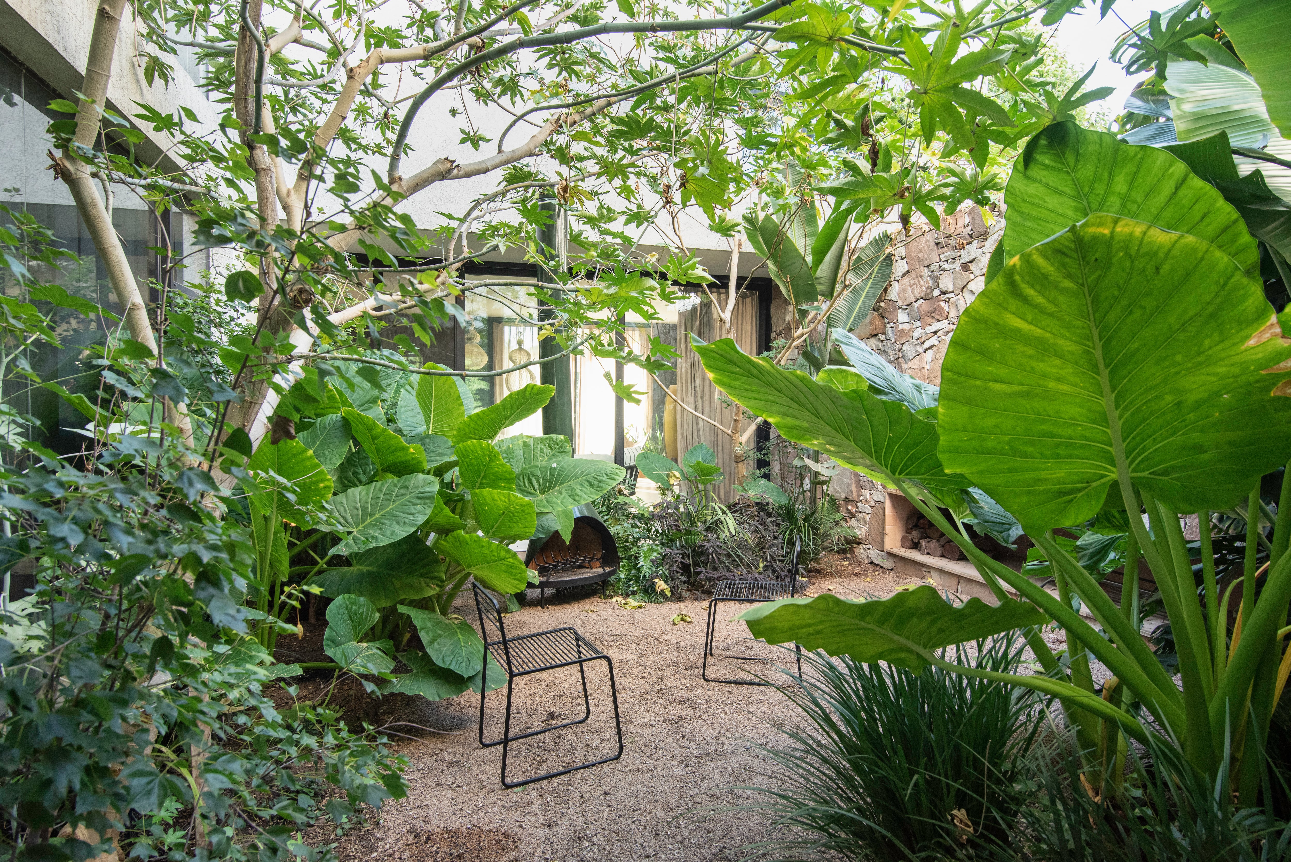 Un patio interno donde se dejó crecer la semilla de Ricinus communis, que protege a la vegetación más tropical..