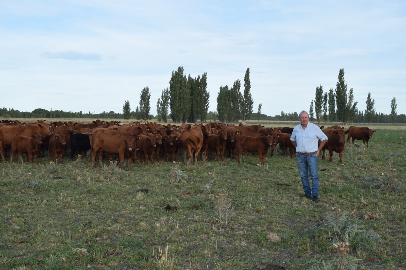 Ya vende 30 toros por año: se fue a la Patagonia y comenzó de cero un ambicioso proyecto en un lugar hoy muy pujante 11 El objetivo de Tejeda es ahora profundizar el trabajo con datos objetivos y evaluación genética