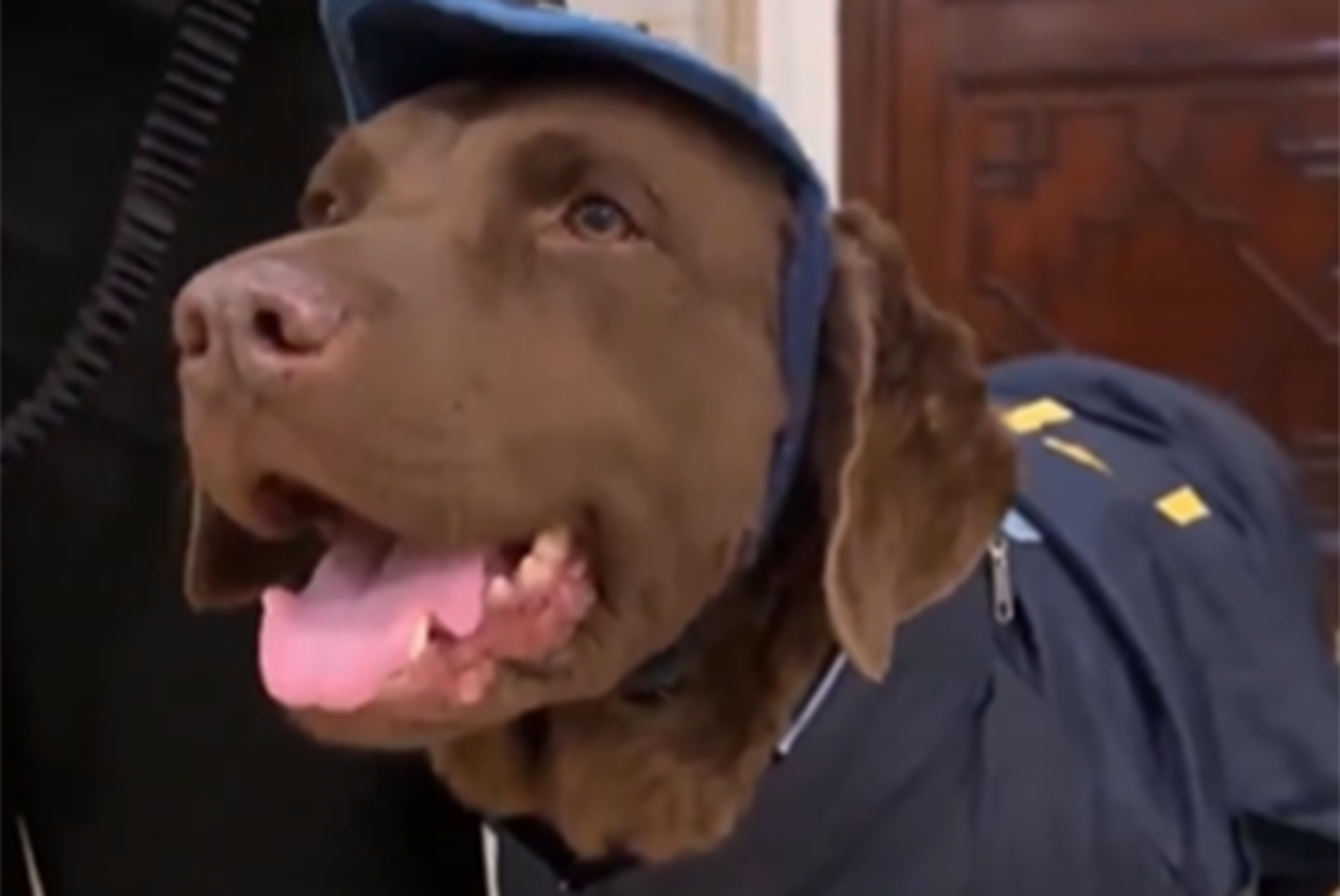 Hela, la perra que se retira de la policía federal
