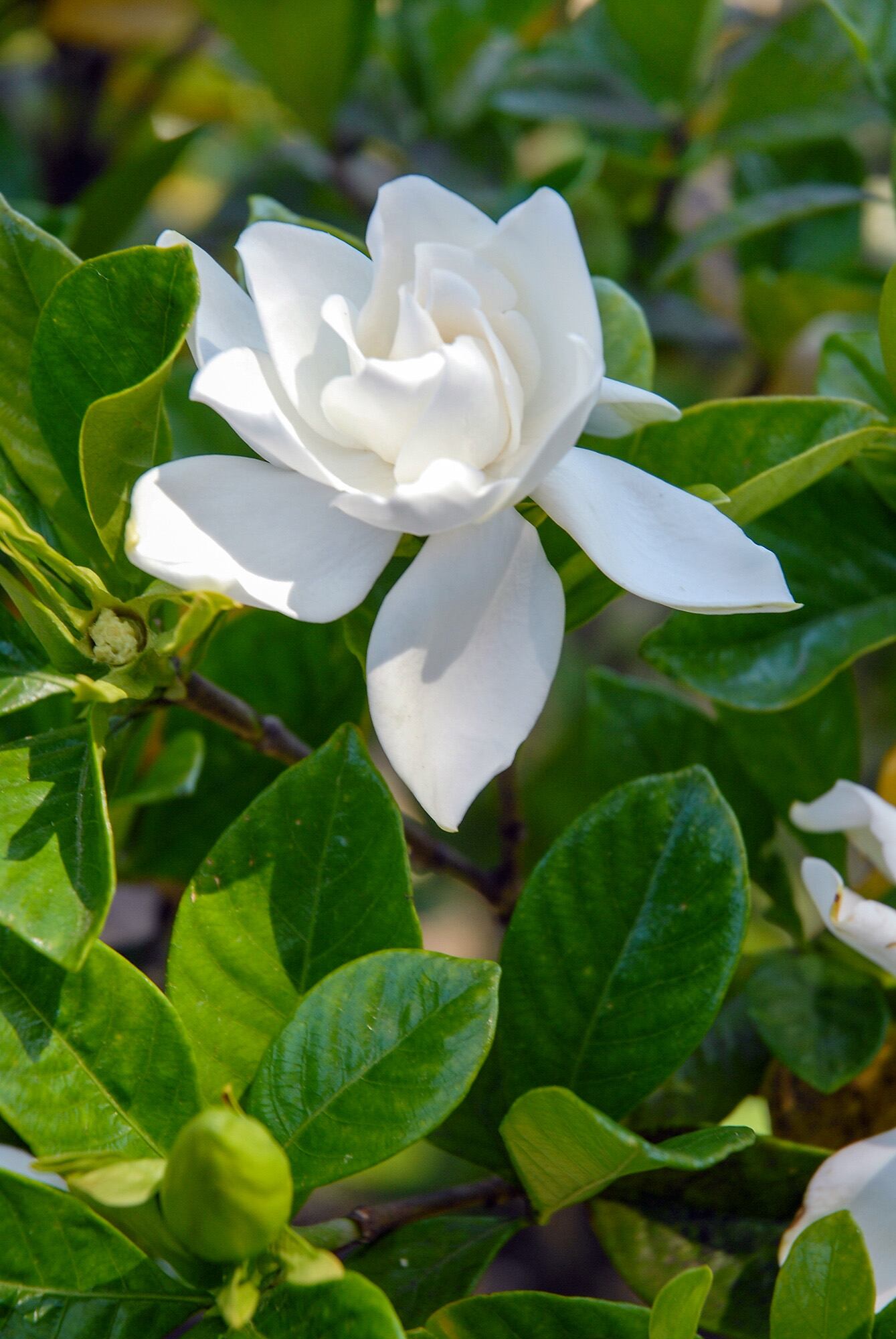 El jazmín del cabo florece en primavera y verano con sus características flores blancas muy fragantes
