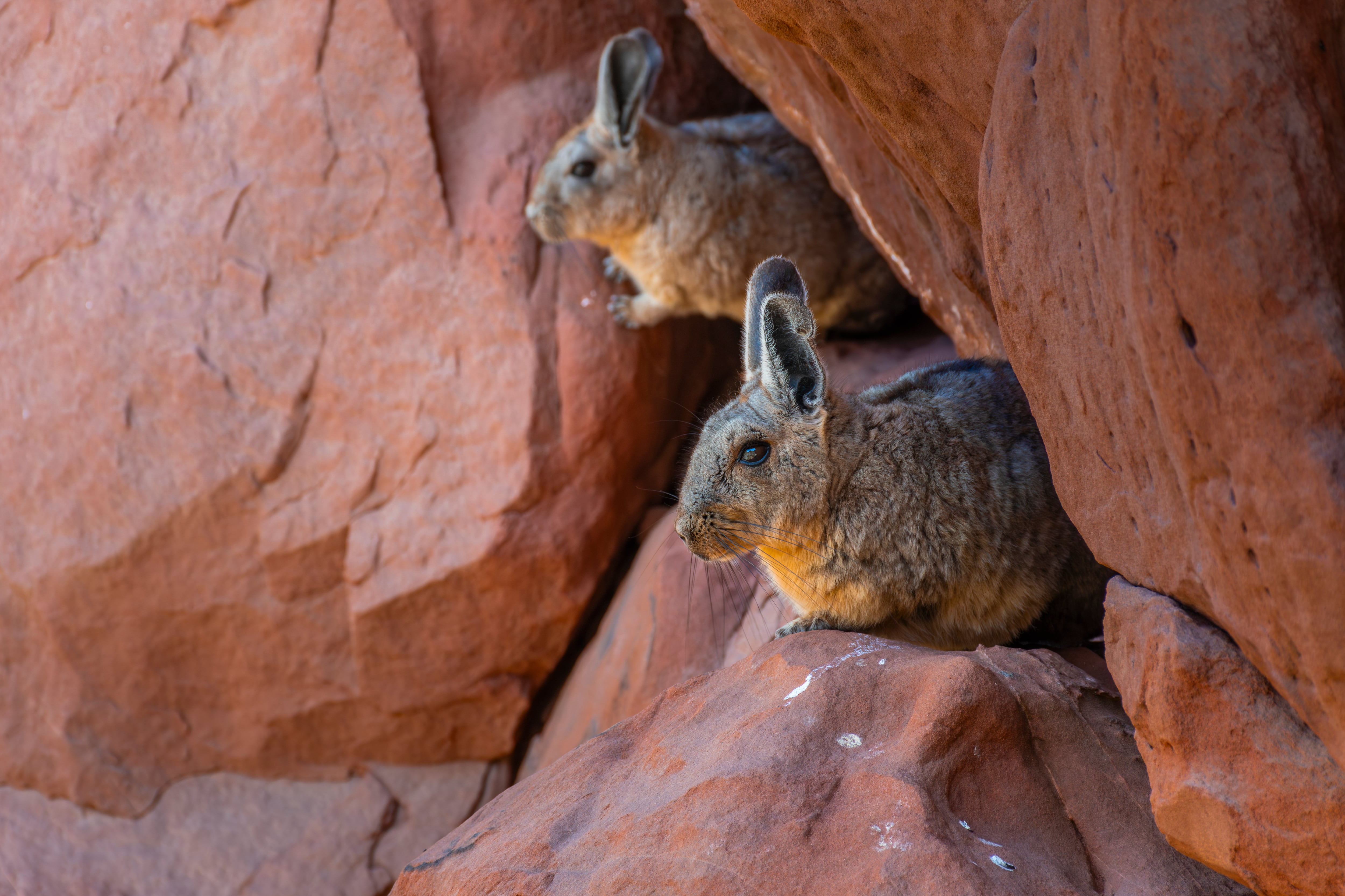 La chinchilla está clasificada como en peligro crítico de extinción: