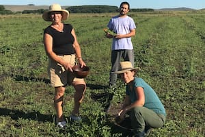 Compraron una chacra en Tandil y se dedicaron a cultivar alcaparras sin saber lo que los esperaba