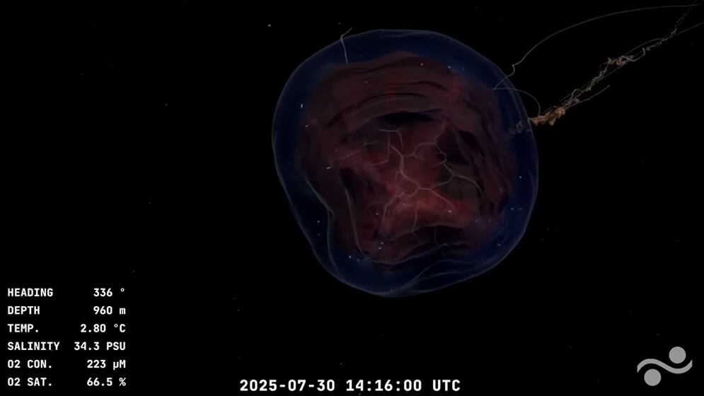 La misión cuenta con apoyo del Consejo y financiamiento internacional, y representa un salto tecnológico y científico sin precedentes
