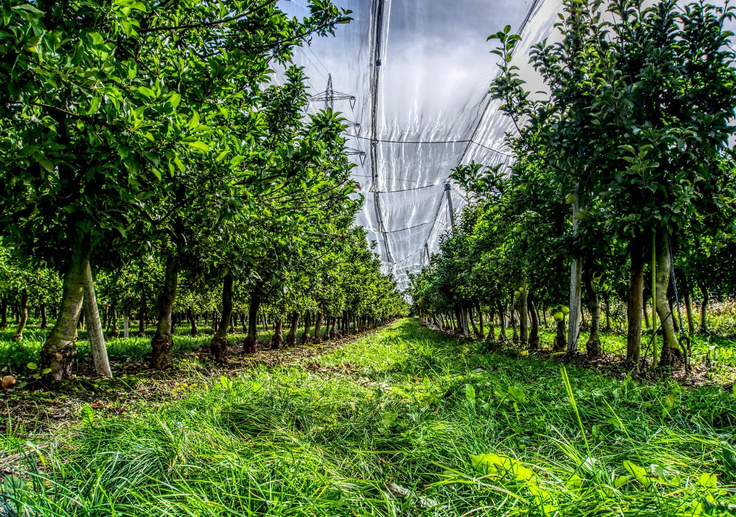 La compañía produce peras, manzanas y frutas de carozo en Río Negro, exporta a más de 30 países e importa frutas tropicales como paltas, mangos, kiwis y naranjas