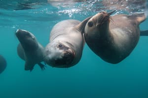 Lo que sugiere sobre la gripe aviar la muerte masiva de lobos marinos en las playas de Perú