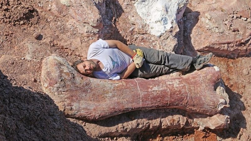 De Patagonia a Nueva York: cómo se descubrió y se reproduce el dinosaurio más grande del mundo