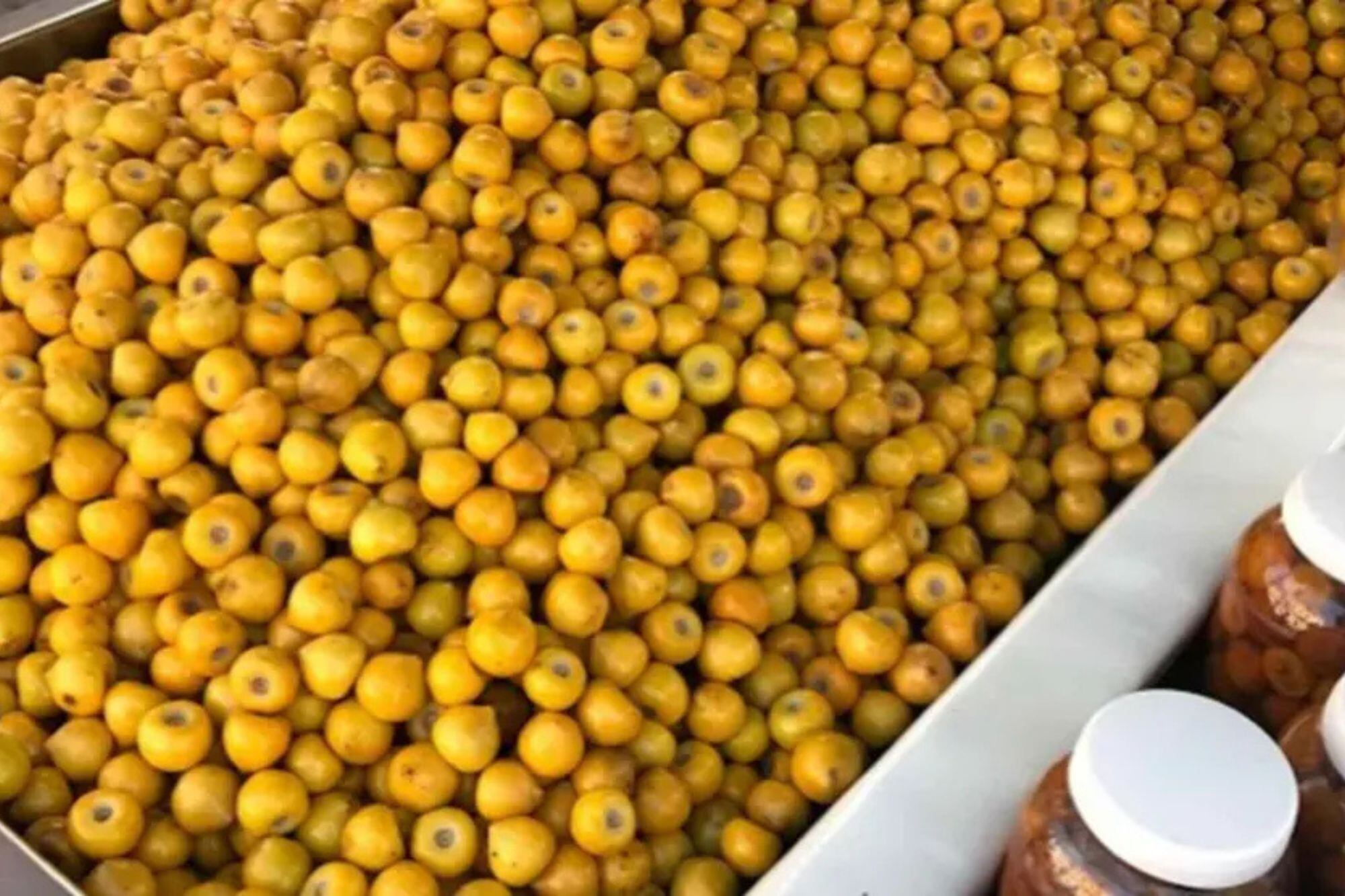 El nanche contiene propiedades antioxidantes que ayudan a neutralizar los radicales libres