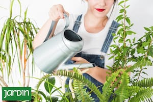 ¿Por qué mis plantas de interior pierden hojas durante el verano?