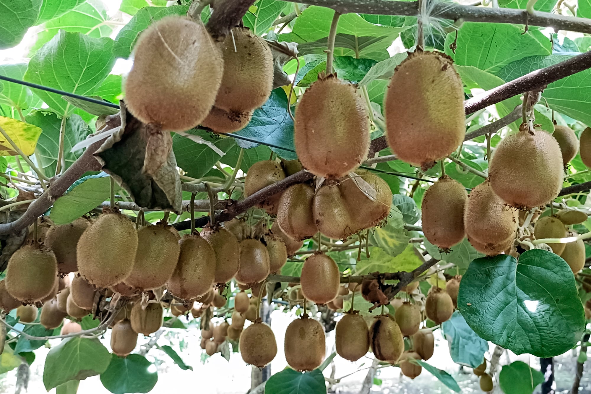 Los parrales, repletos de kiwis