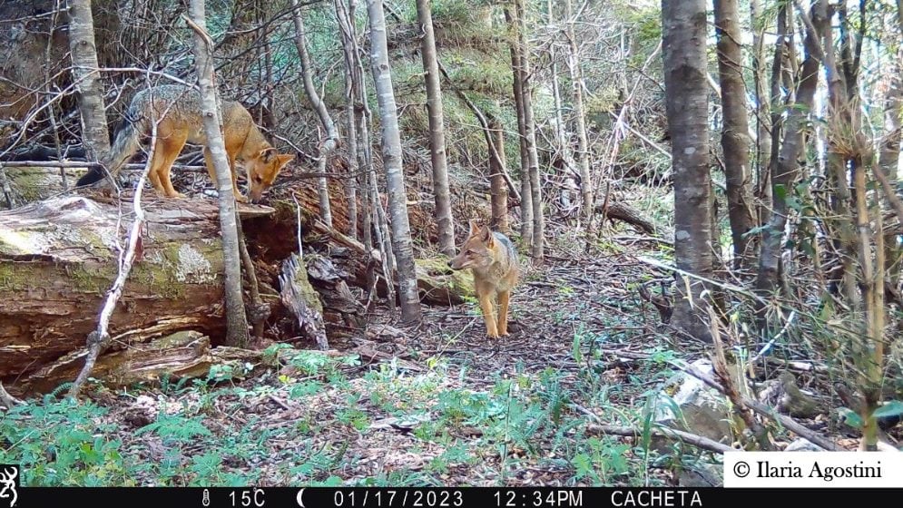 Los muestreos en terreno deben ejecutarse rigurosamente entre el 1° de octubre y el 31 de diciembre de este año