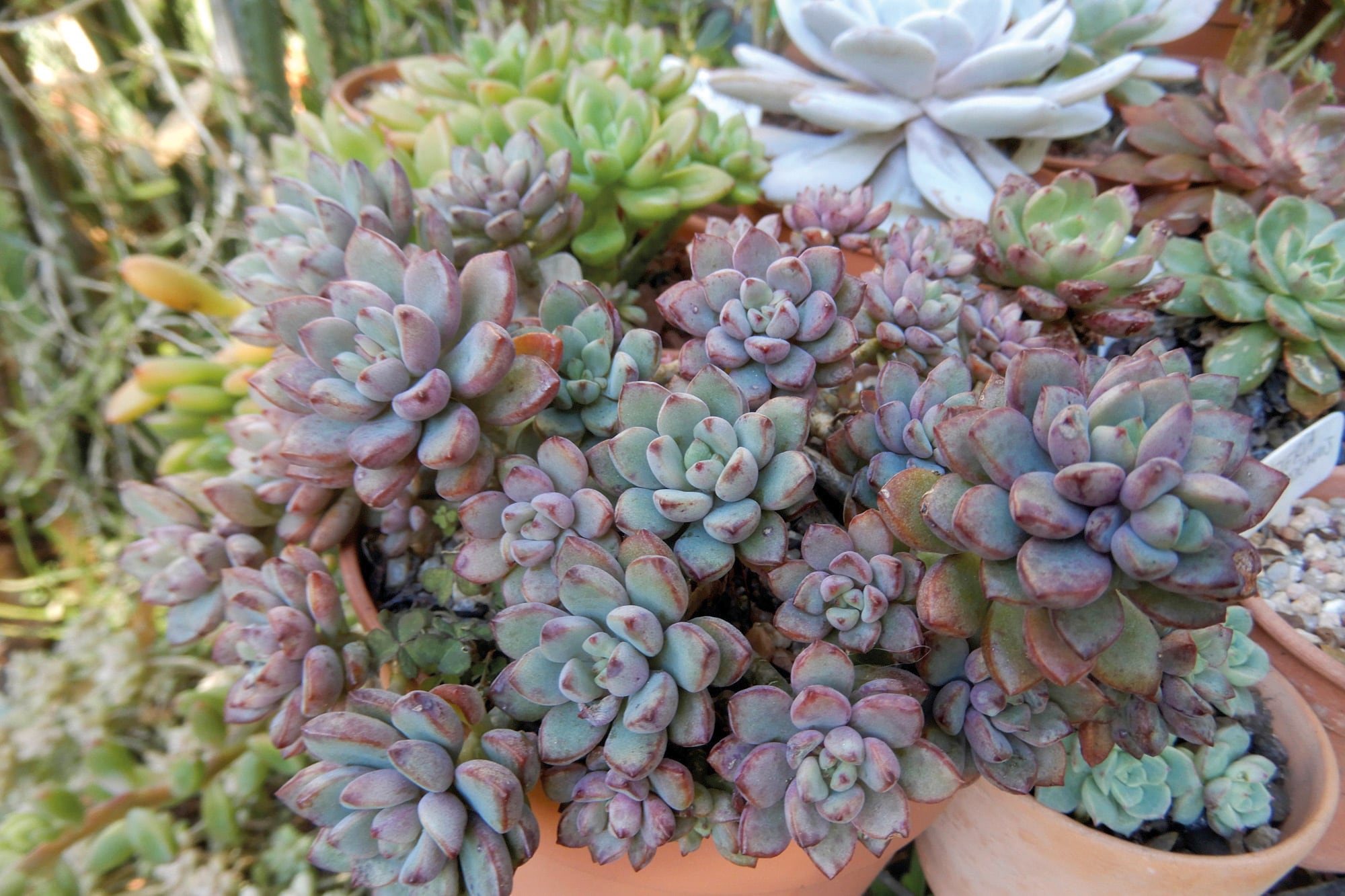 xGv `Purple Dreams´