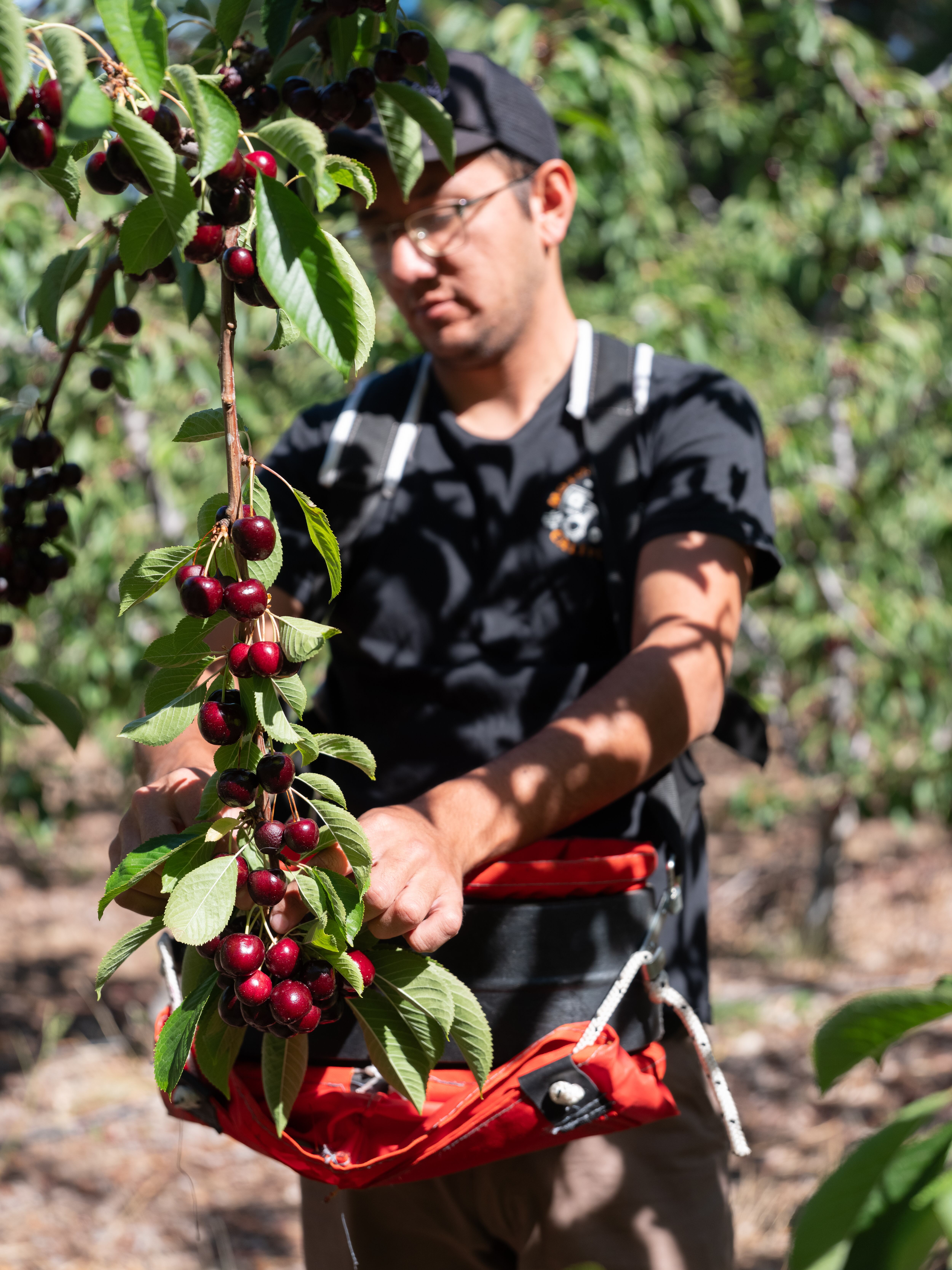 La recolección de cerezas es manual.