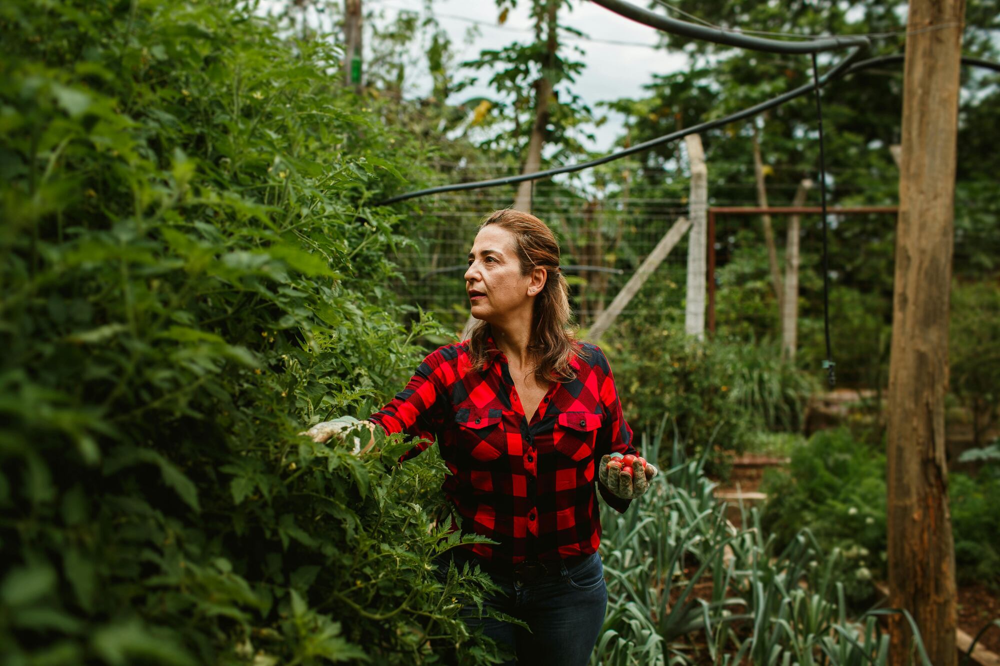 Huerta en casa: las verduras que deberías plantar en otoño en Argentina
