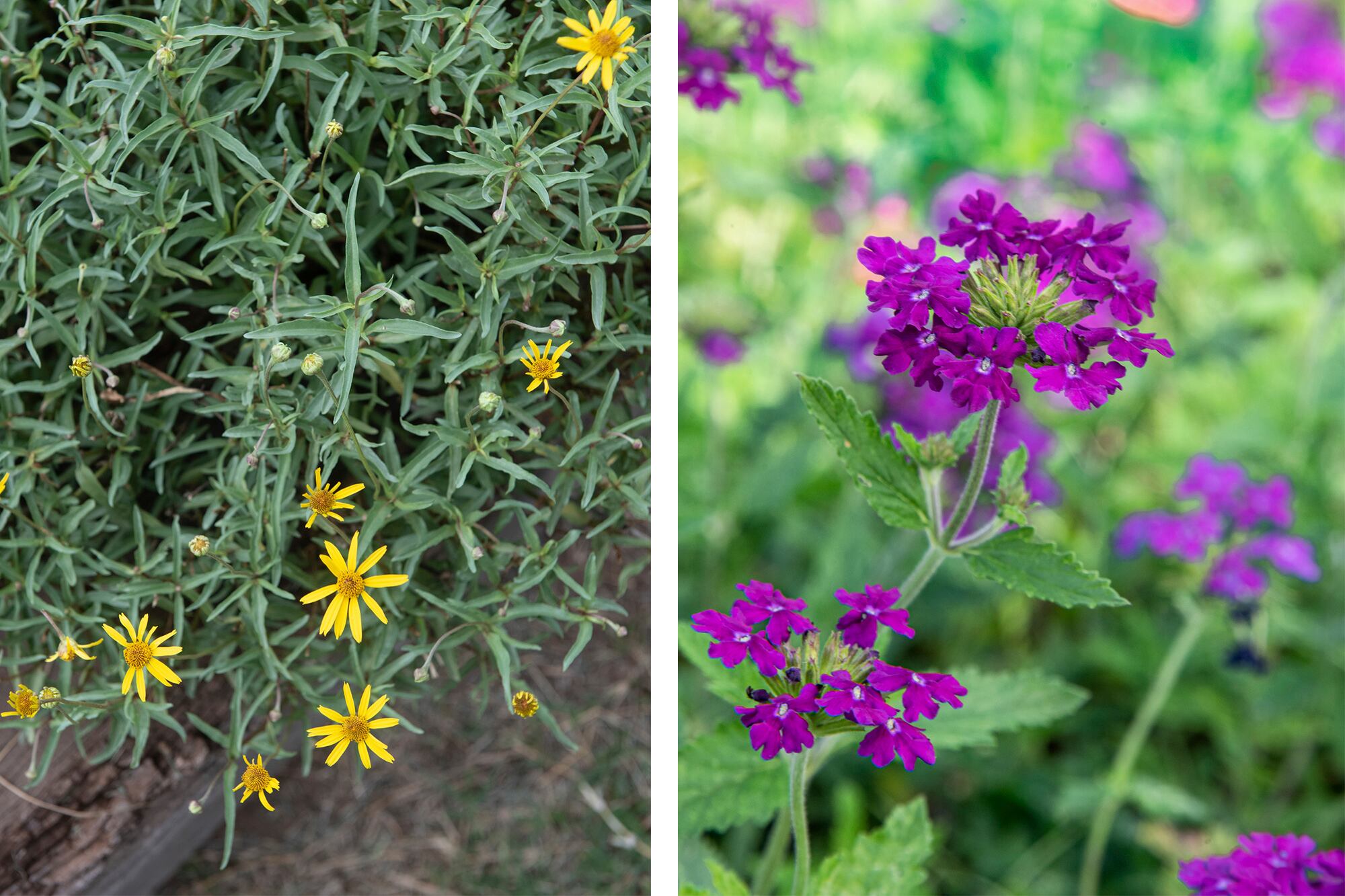 Acmella decumbens y Glandularia pulchella