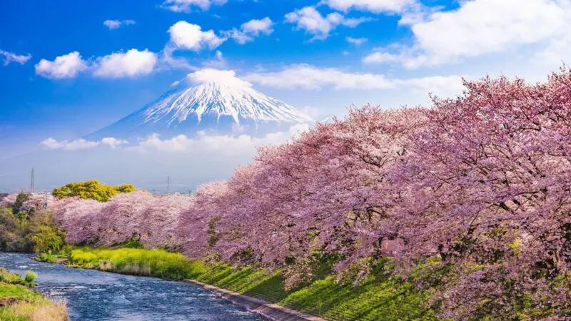 Los japoneses llevan más de un milenio admirando los delicados pétalos de la sakura