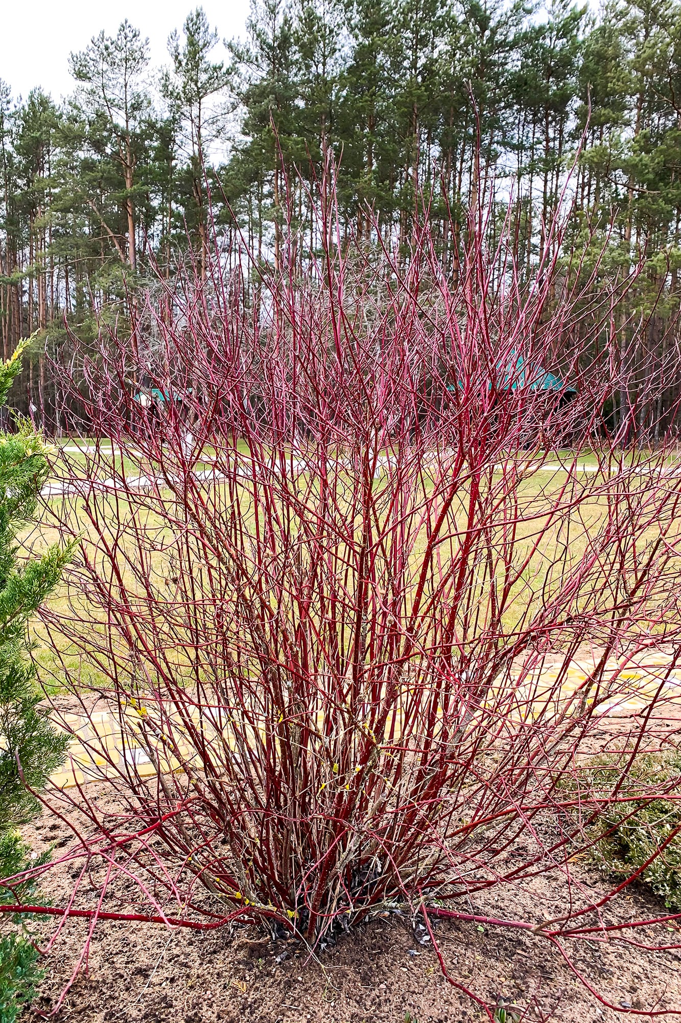 Cornus sanguinea (Sanguiño), famoso por sus ramas rojizas, aporta estructura y color en invierno