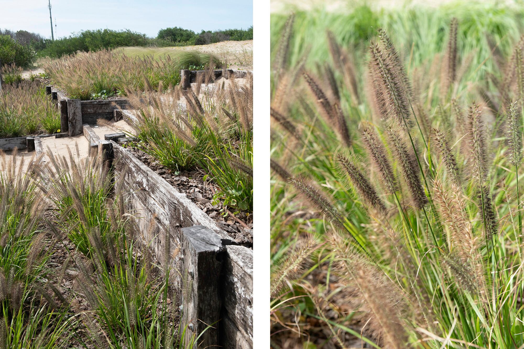 Las terrazas con Pennisetum alopecuroides ‘Moudry’ y el detalle de esta gramínea (der.)