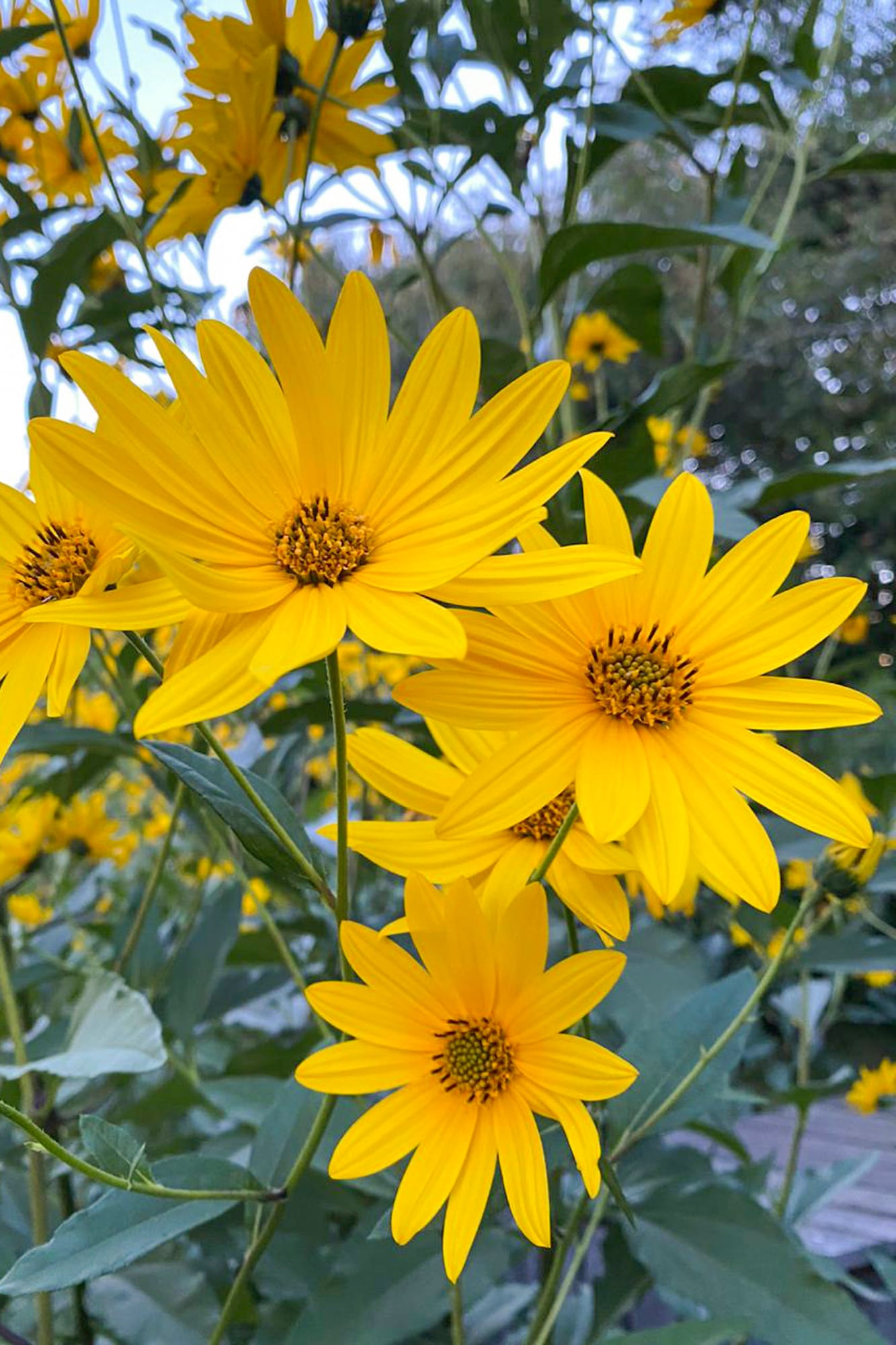 La planta de topinabur produce flores amarillas que parecen pequeños girasoles