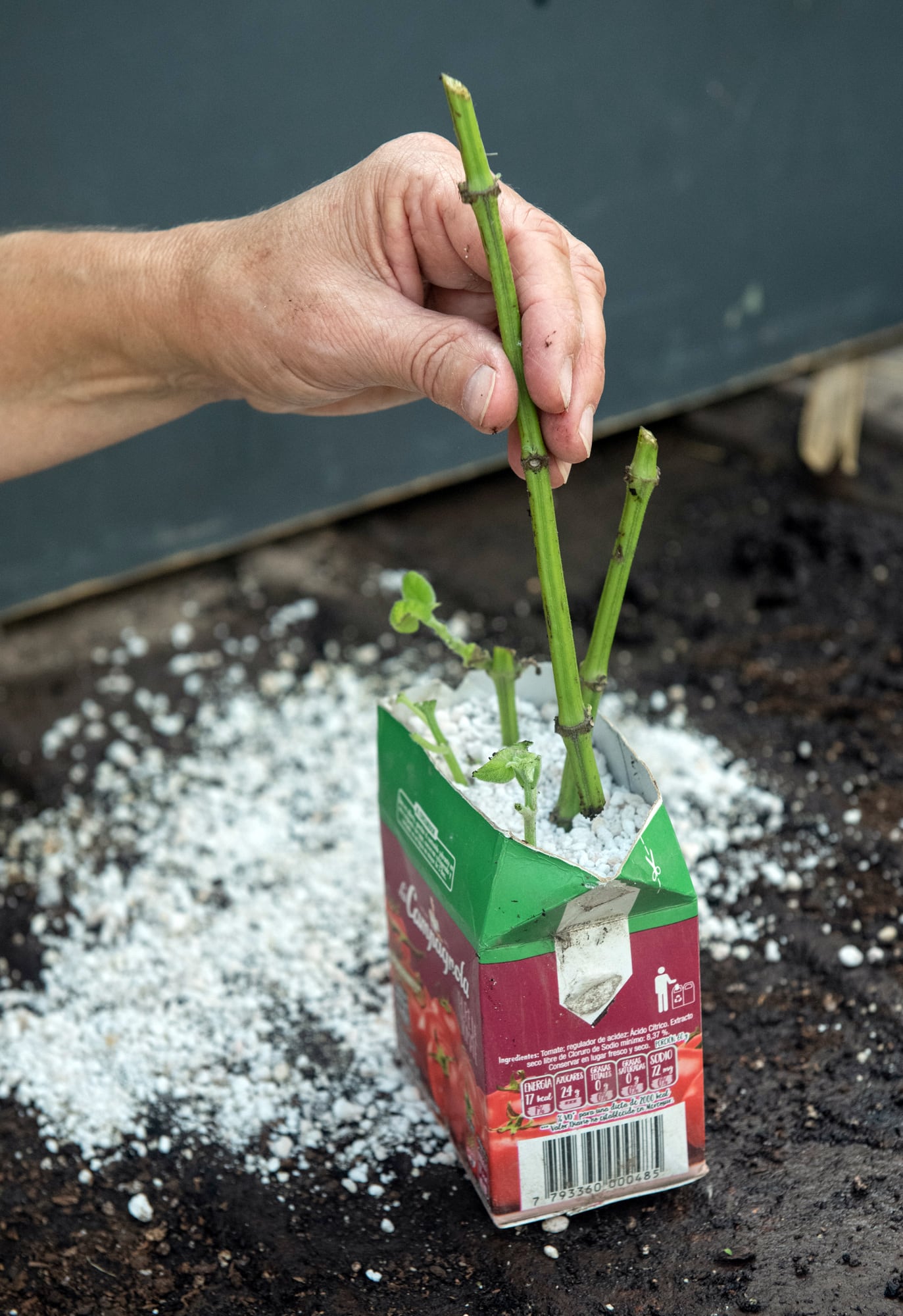 La propagación de nativas por gajos es una técnica sencilla en apariencia