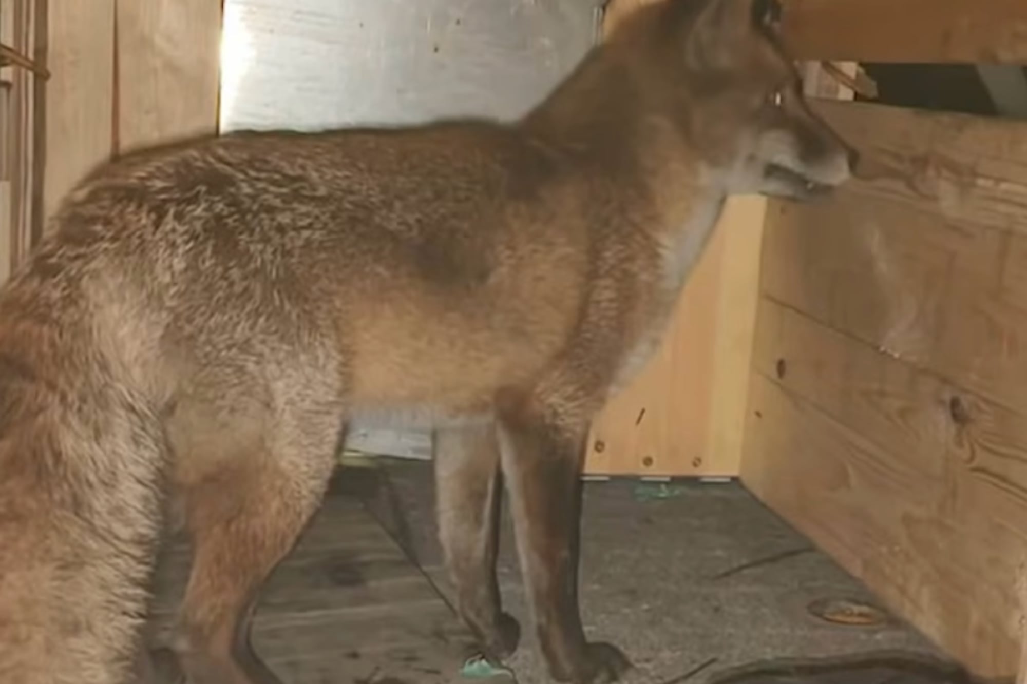 Tras su llegada, especialistas lo trasladaron al zoológico del Bronx, donde permanece en observación y cuarentena