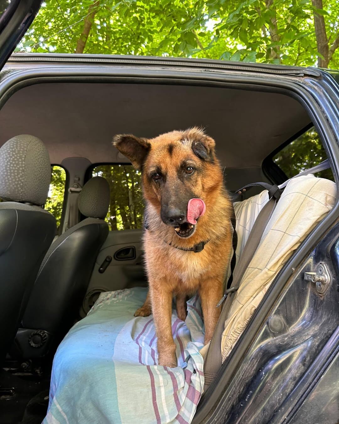 Aunque es una perrita entrada en años, Bangoo tiene una personalidad alegre y juguetona.