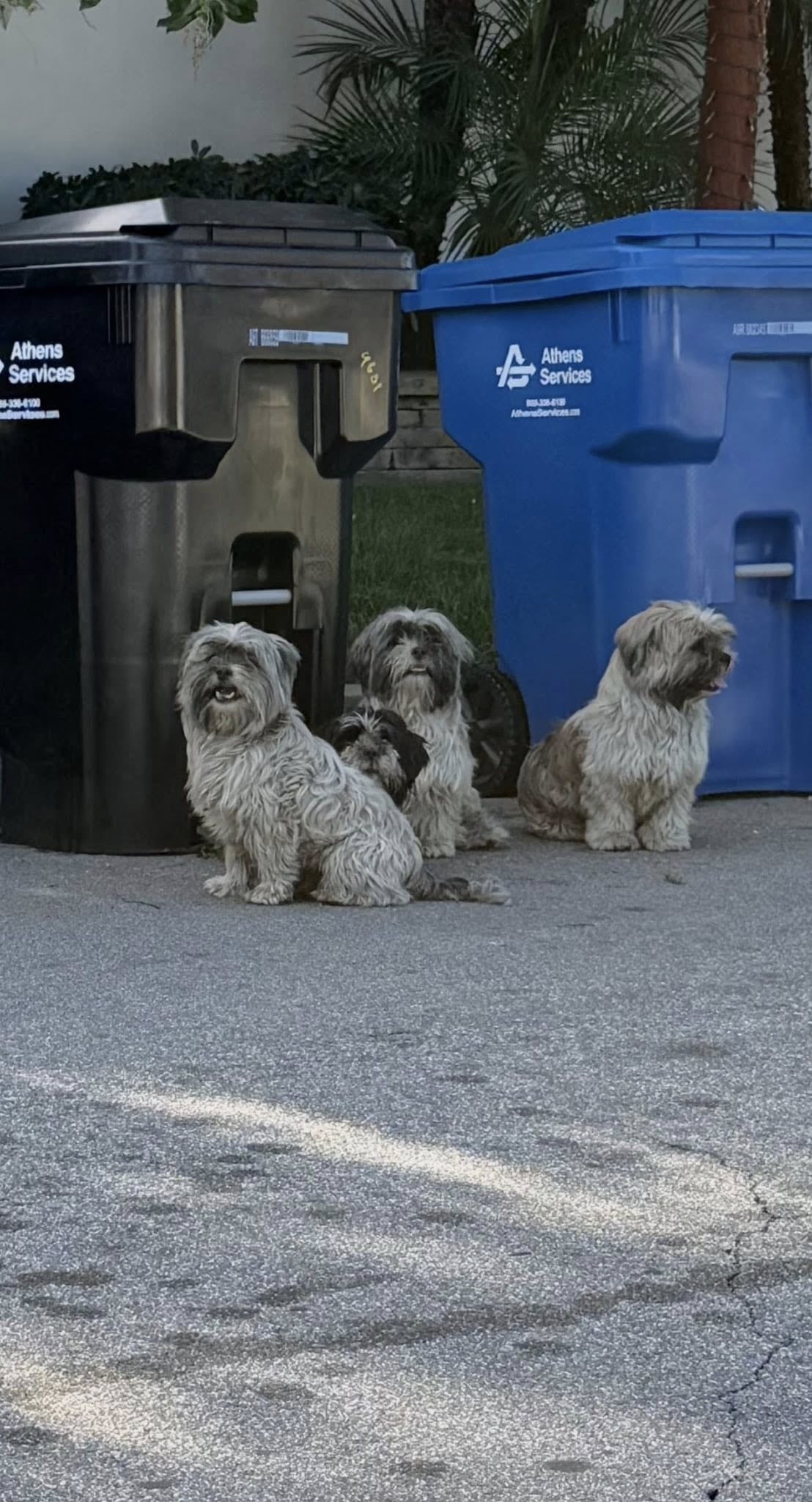 Tenían familia pero un día aparecieron en el barrio buscando comida en la basura: “Nunca se separaron”