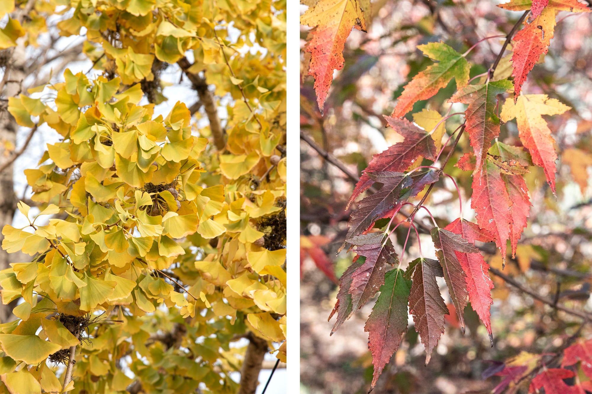 Ginkgo biloba y Acer ginnala pierden sus hojas en invierno para disminuir el gasto de recursos