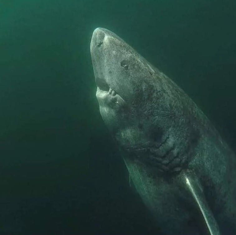 Esta especie de tiburón vive en el Ártico en zonas profundas donde la luz solar casi no llega (Fuente: Archivo)