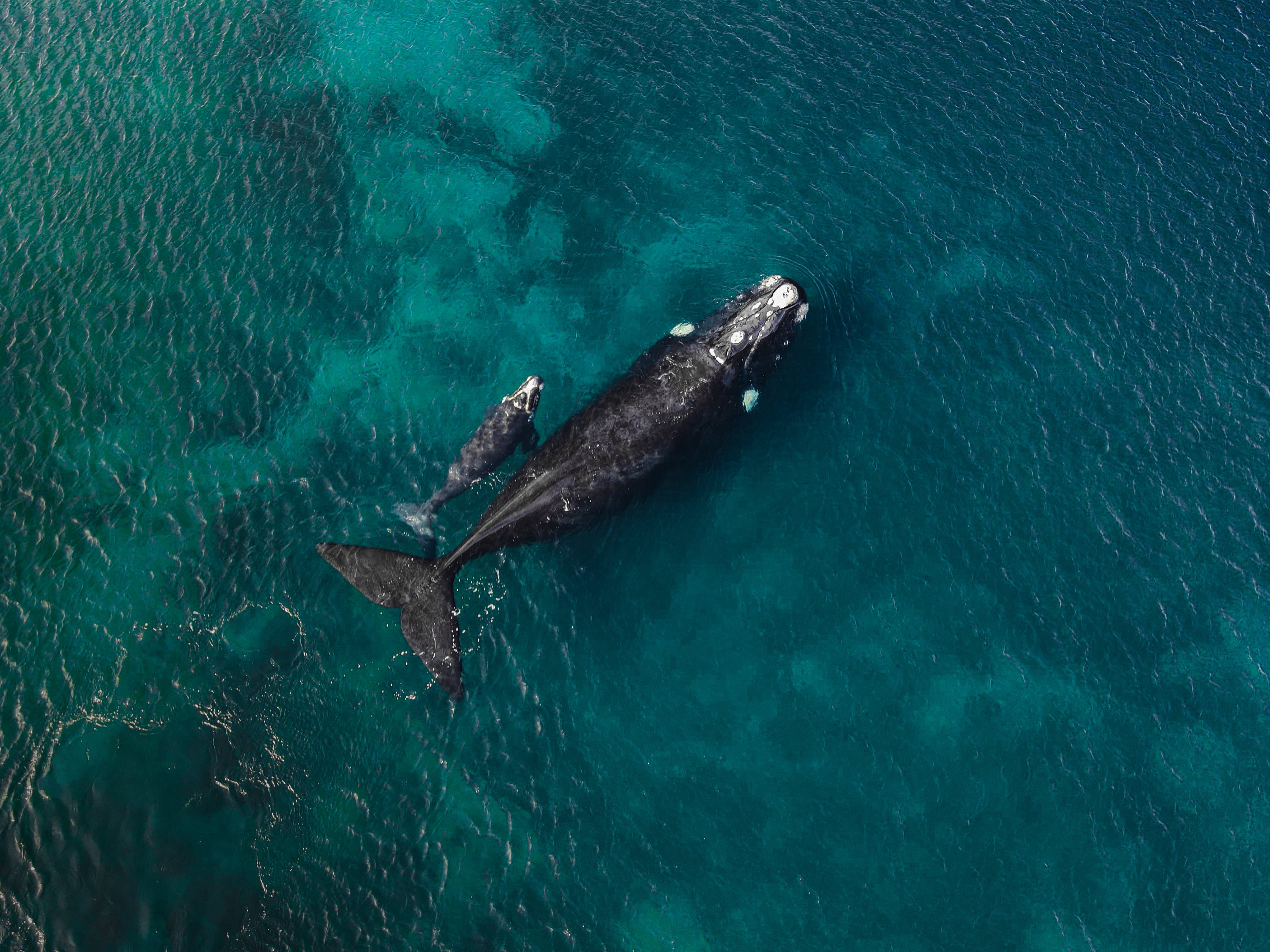 Los biólogos estudian distintas especies para analizar la salud del ambiente (Foto: Matías Arenas)