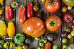 Los tomates gourmet preferidos de los cocineros top