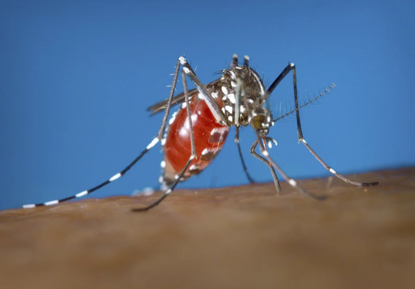 En Alligator Alcatraz, la cantidad de mosquitos dificulta el trabajo de los equipos de prensa que cubren el lugar