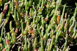 La rara suculenta que los cocineros más top están incluyendo en sus platos