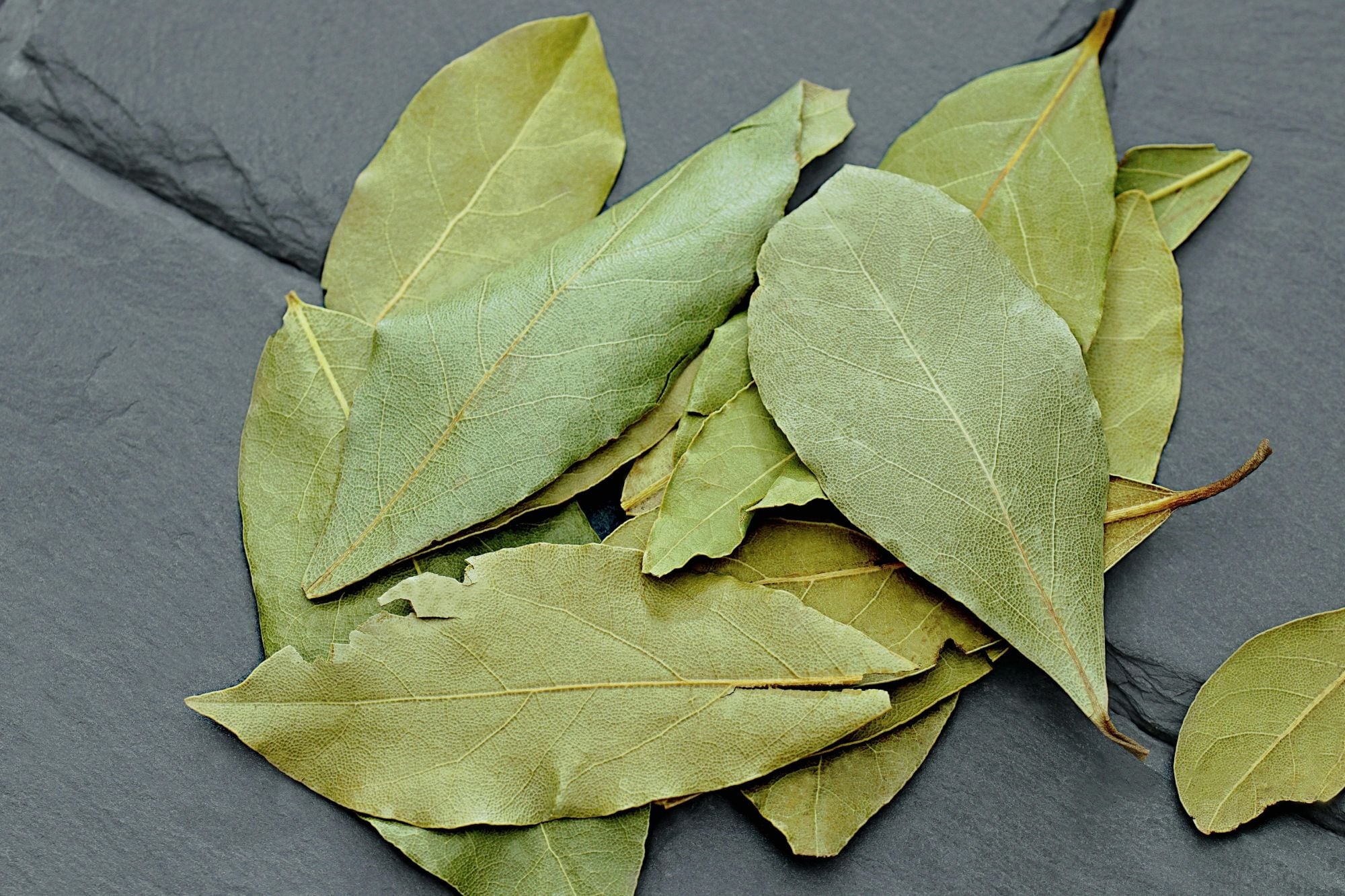 La descomposición de la hoja de laurel aporta nutrientes al sustrato y genera un efecto repelente ante posibles plagas