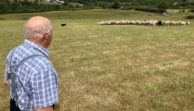 A sus 86 años, Meredydd todavía camina por las colinas para ayudar en la granja y disfruta trabajando con perros pastores