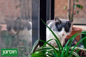 Es un excelente fertilizante, no es tóxico para mascotas y hasta puede usarse como insecticida dentro de casa