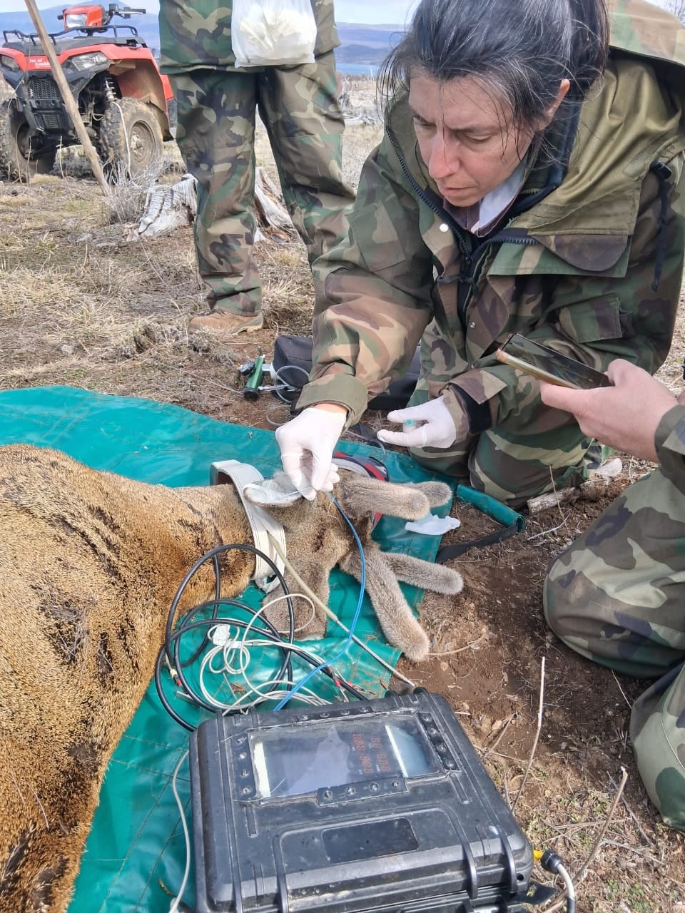 Los veterinarios estudian a los huemules para comprender sus peligros (Foto: Fundación Temaikén)