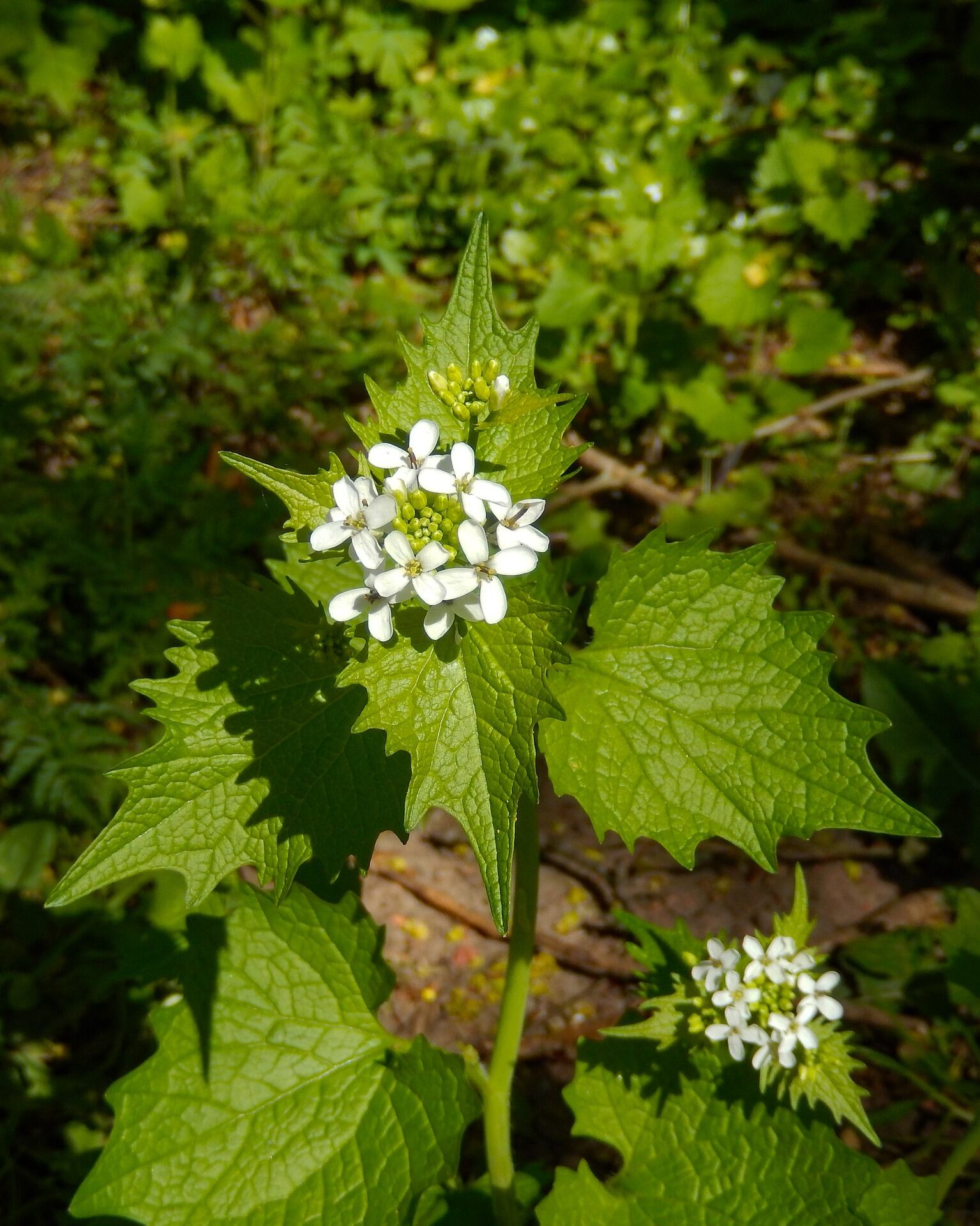 Las hojas de la hierba de ajo tienen forma de corazón con bordes acanalados, y las superiores son más puntiagudas