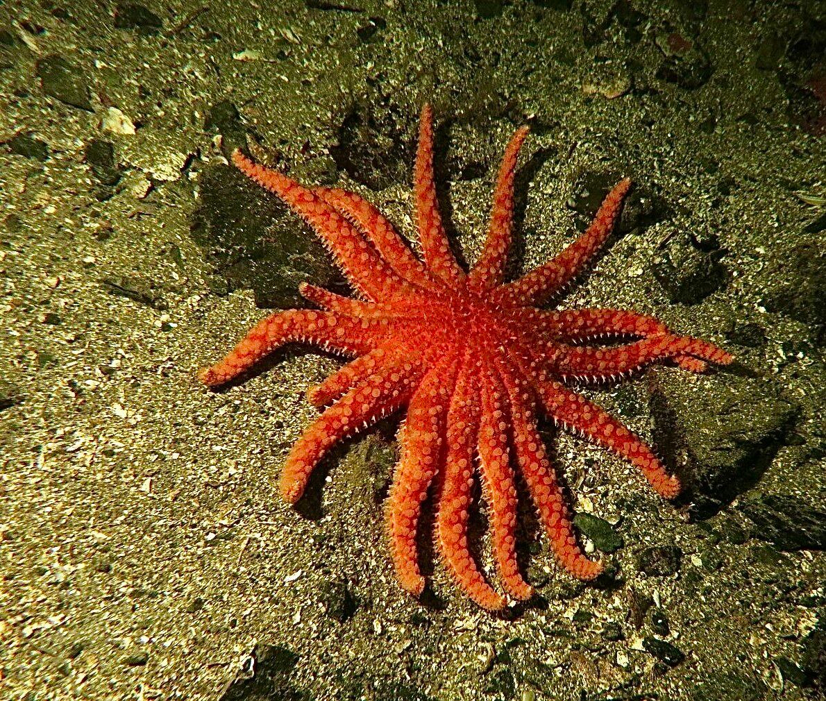 Desde el inicio de la epidemia marina en 2013, se estima que murieron más de 5000 millones de estrellas de mar girasol