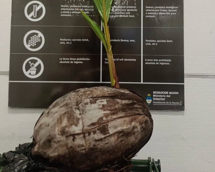 Venía de Punta Cana: encontraron un coco germinado en una valija y un organismo sanitario alertó sobre un peligro