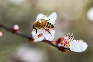 Las abejas nativas que no producen miel pero son fundamentales para el medioambiente