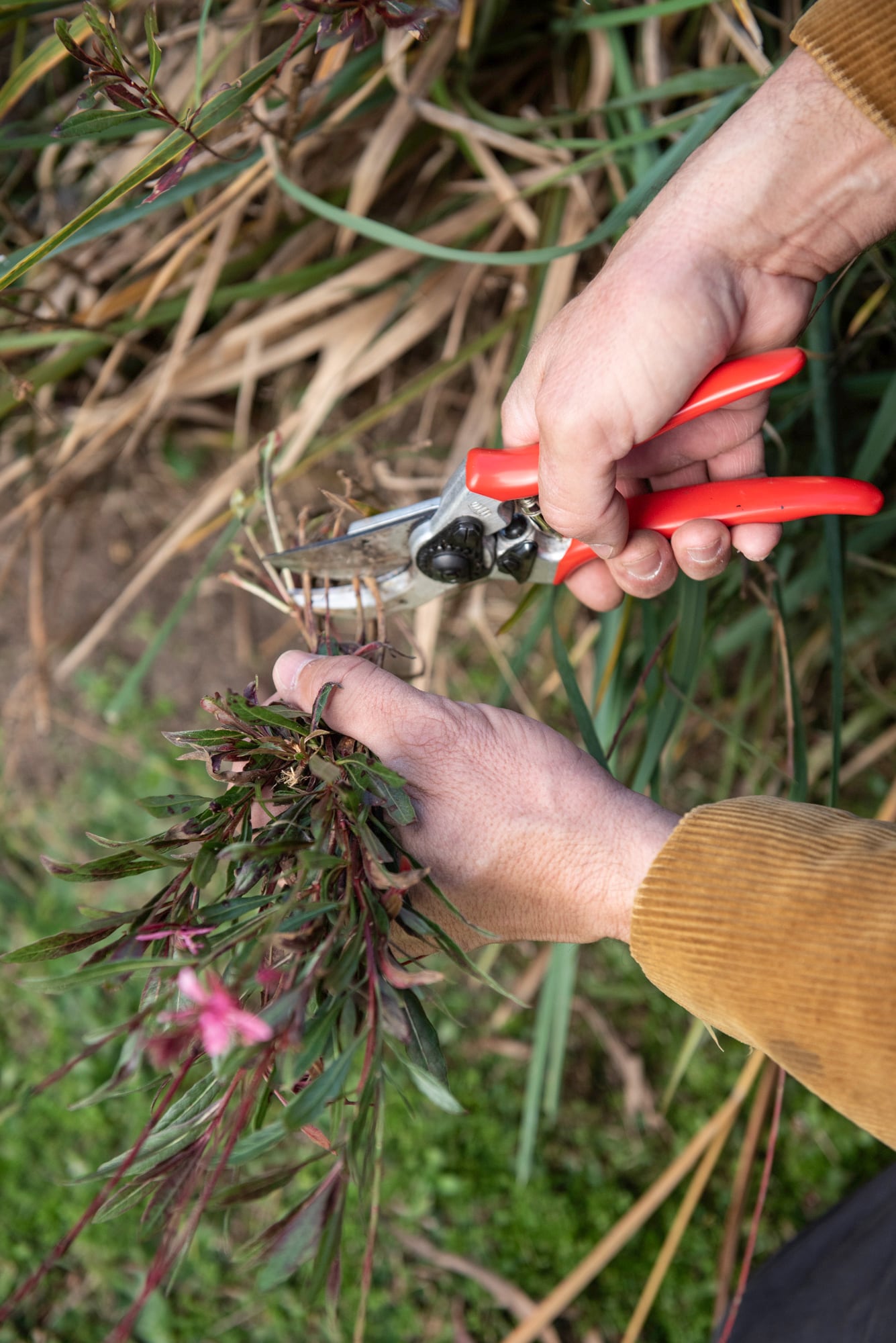 El momento de podar puede ser tan importante como la poda misma para conseguir una gaura bien ramificada y florífera