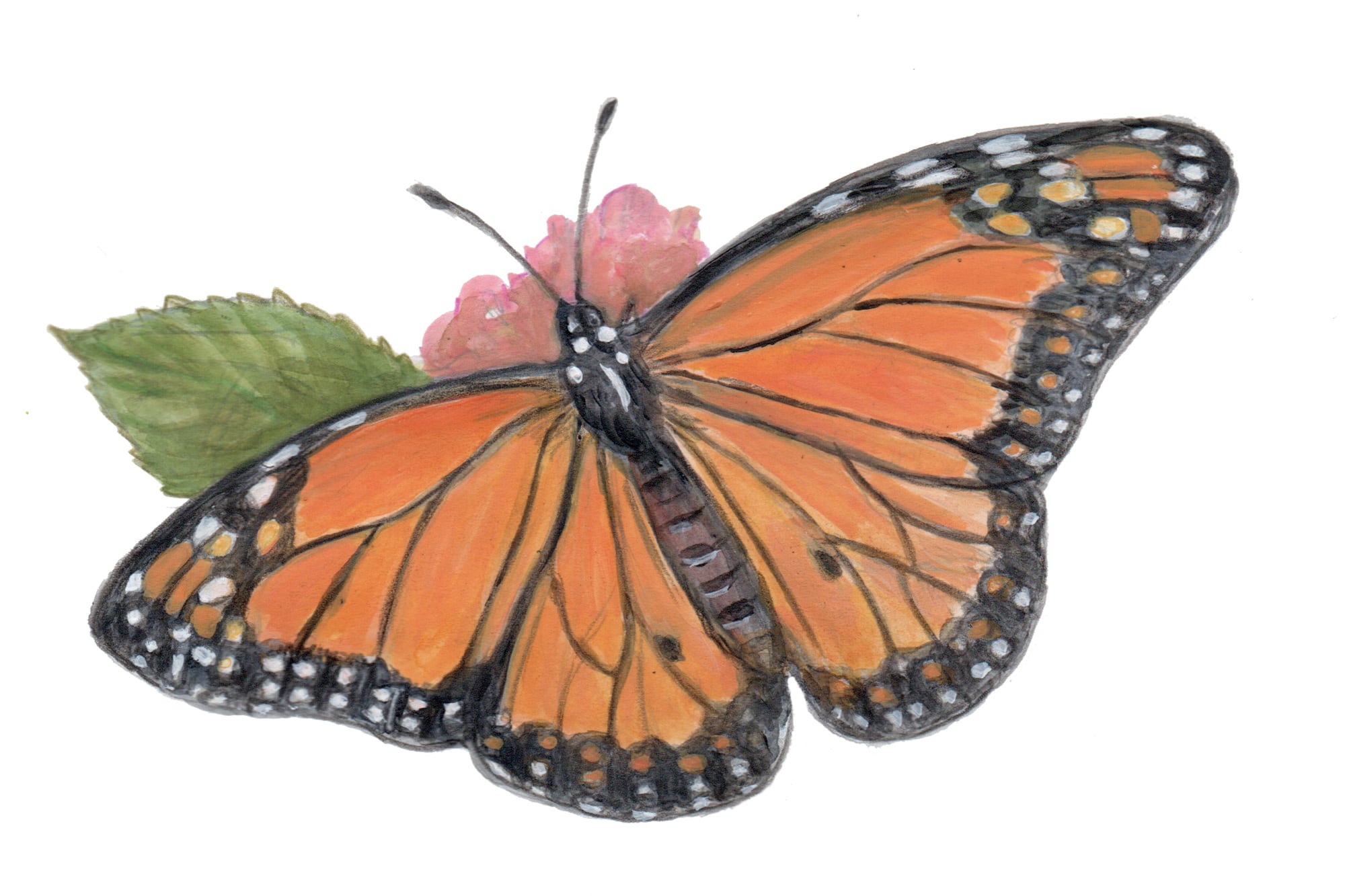 Mariposa espejito del libro Veo Veo, una imagen que también se cuela en la obra de Marcelo hijo
