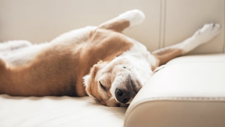 Si bien pueden dormir en el sillón o en la cama, se recomienda que cada perro tenga su lugar personal