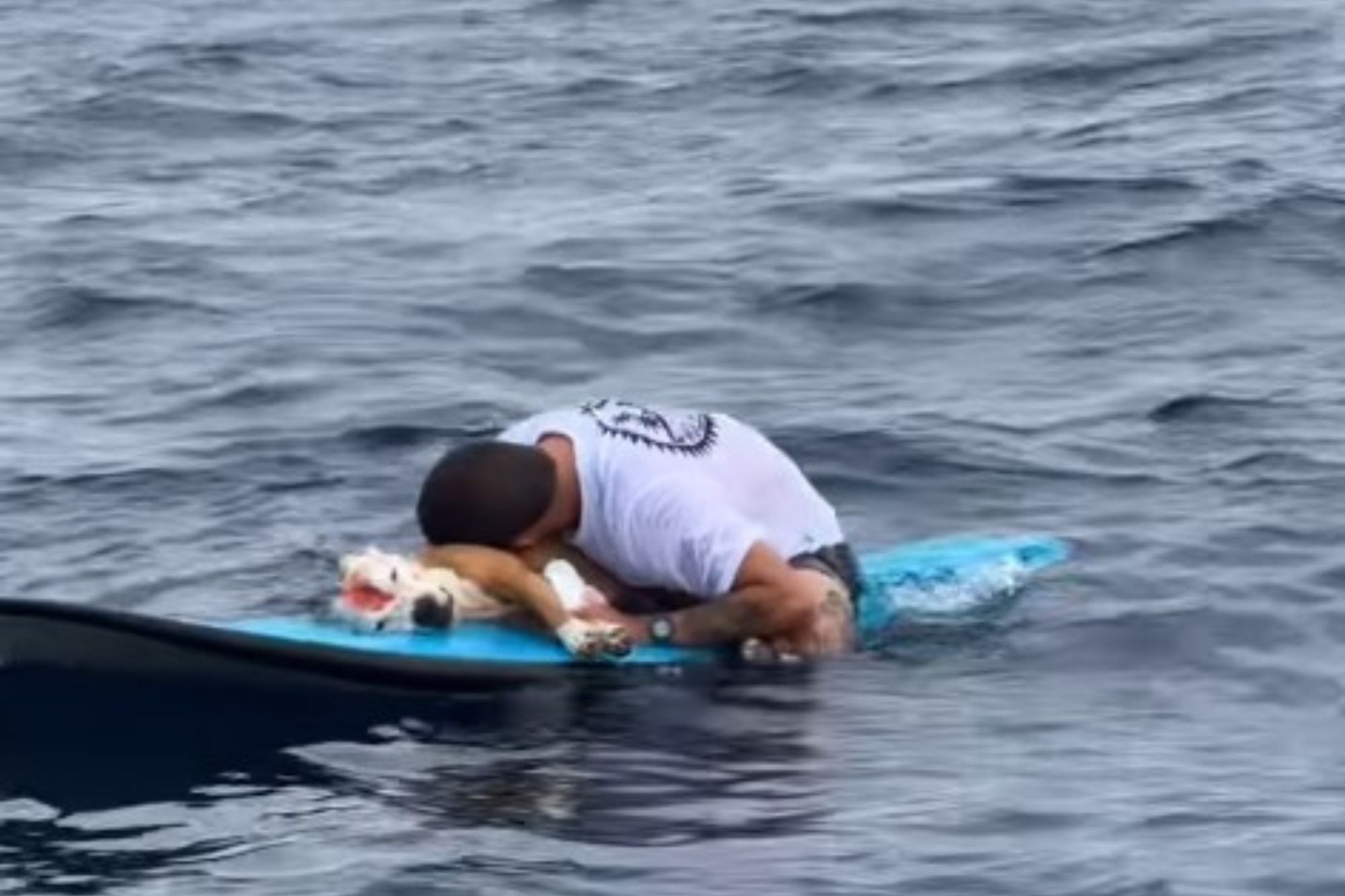 La conmovedora despedida de un surfista a su perro tras 16 años juntos: “Te amo cabezón, te voy a echar de menos”