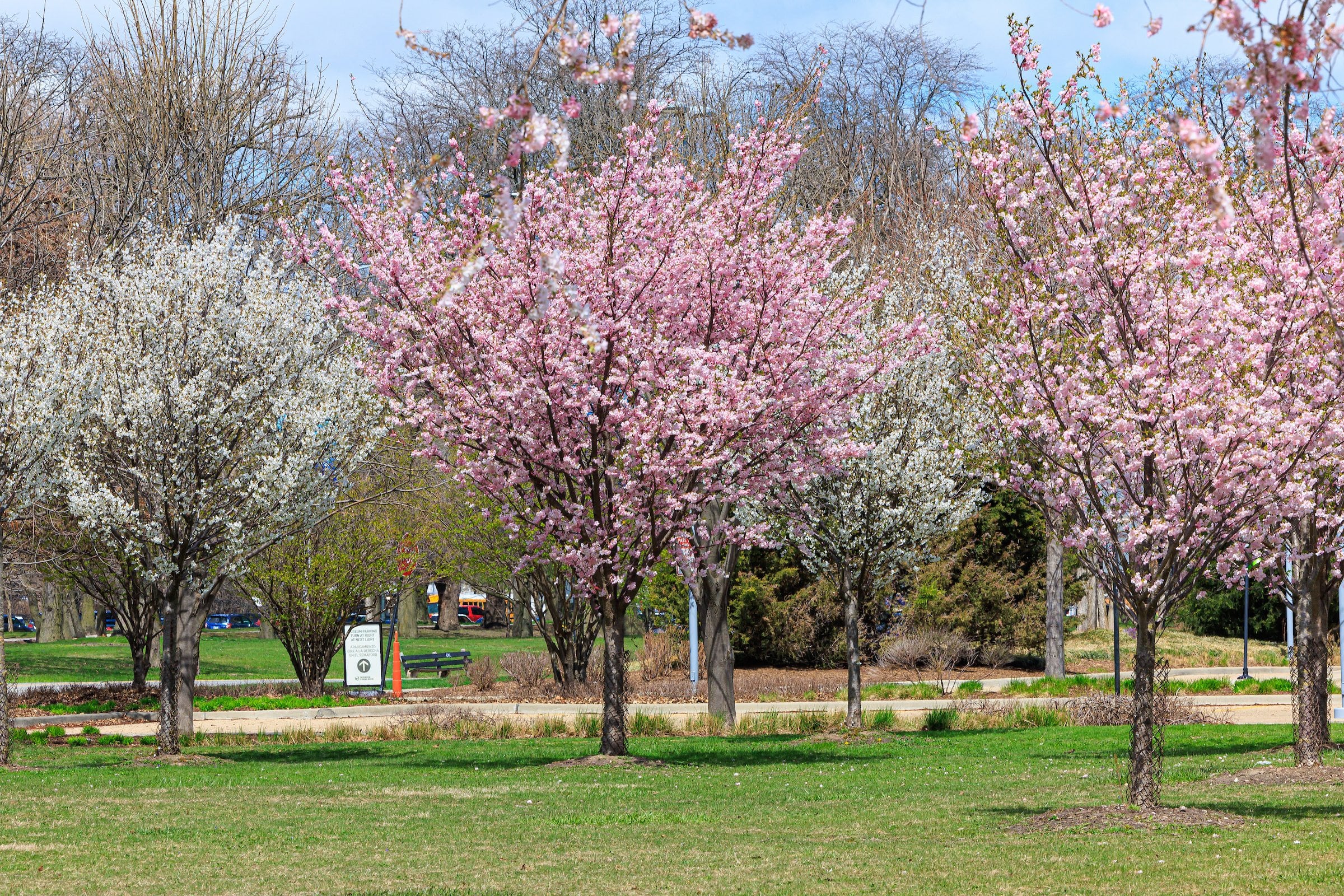 Brandon Johnson, alcalde de Chicago, celebró en redes sociales la llegada de uno de los momentos más esperados de la primavera
