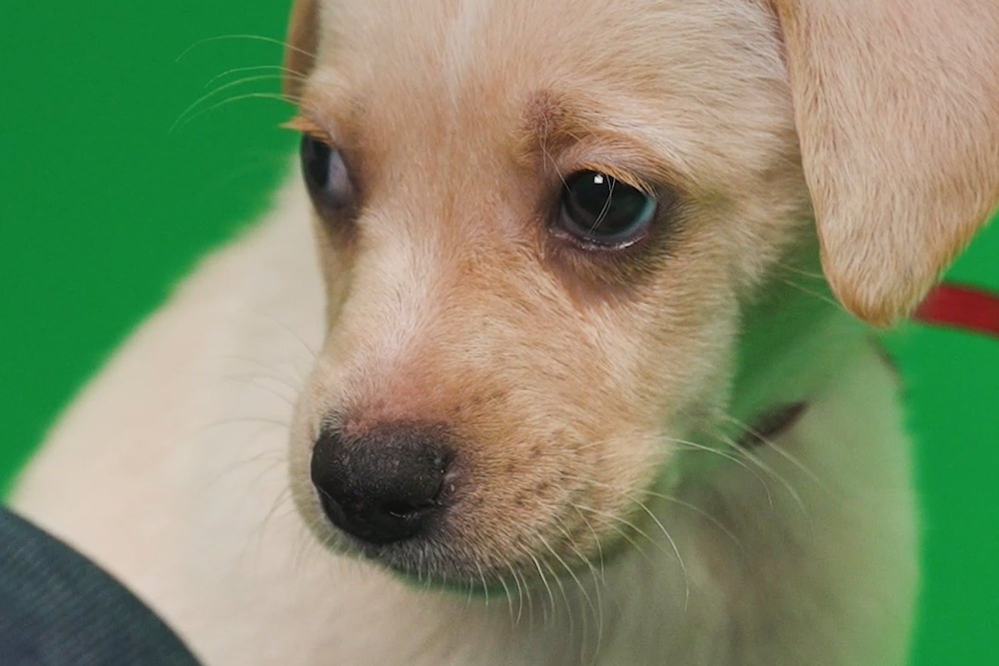 Perros: el miedo a la pirotecnia y cómo apaciguar sus efectos durante las fiestas