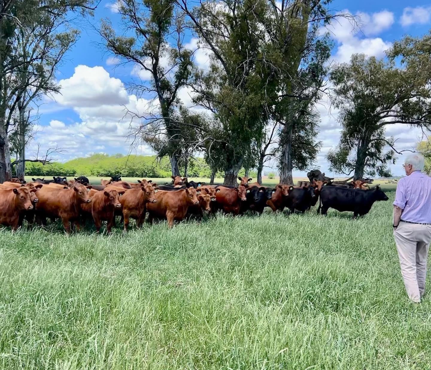 Guerrero en su campo, observa su rodeo Angus