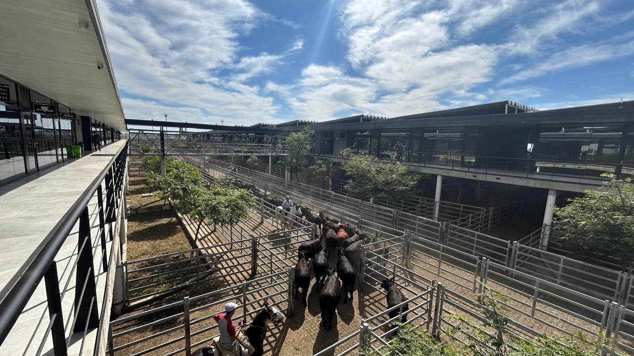 Vacunos: escasa oferta en el Mercado Agroganadero de Cañuelas