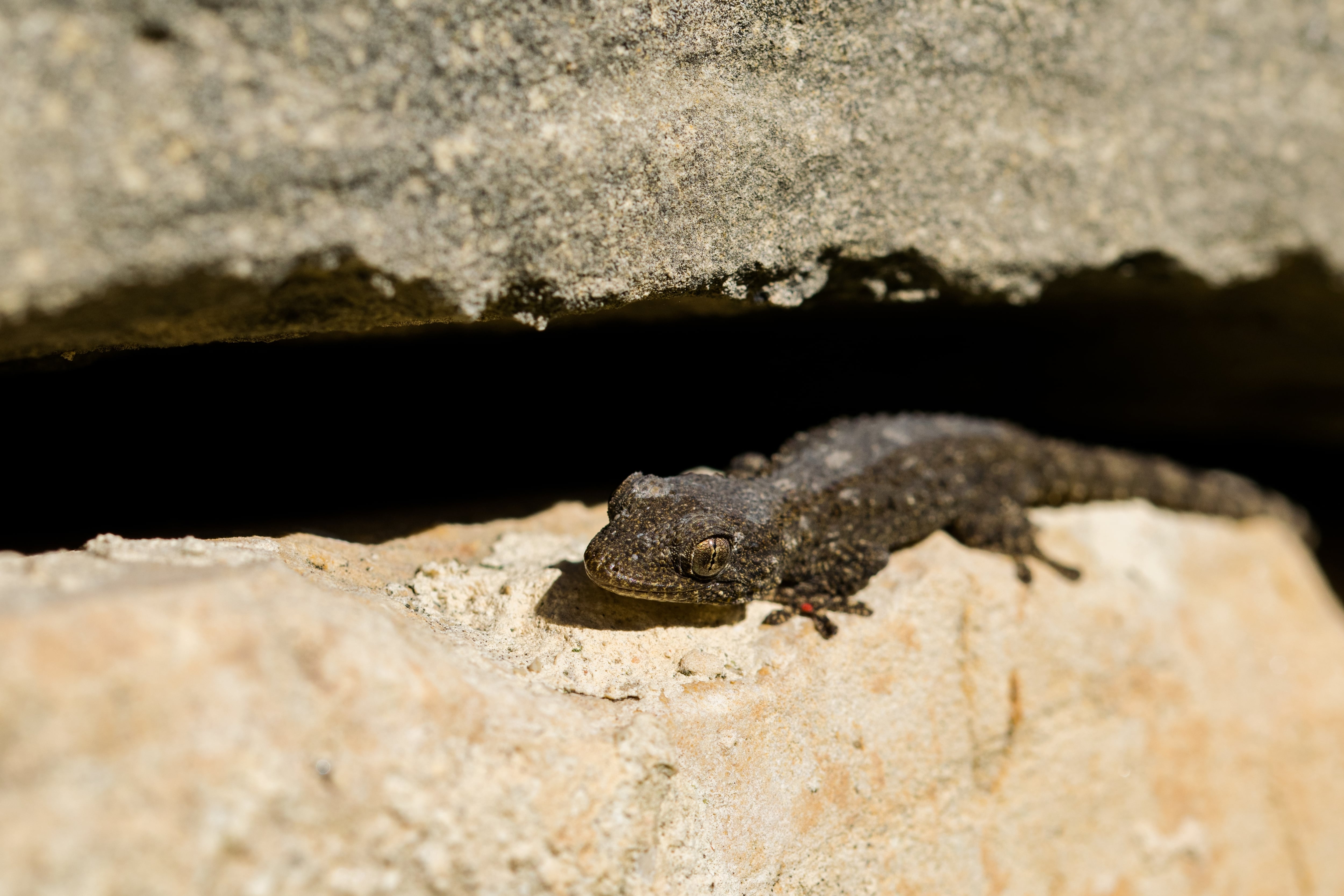 Estos reptiles ayudan a mantener las plagas lejos del hogar (Foto: Freepik)