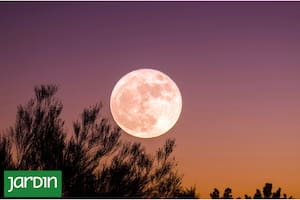 Conocé cuándo plantar, podar o cambiar de maceta tus plantas según los ciclos lunares